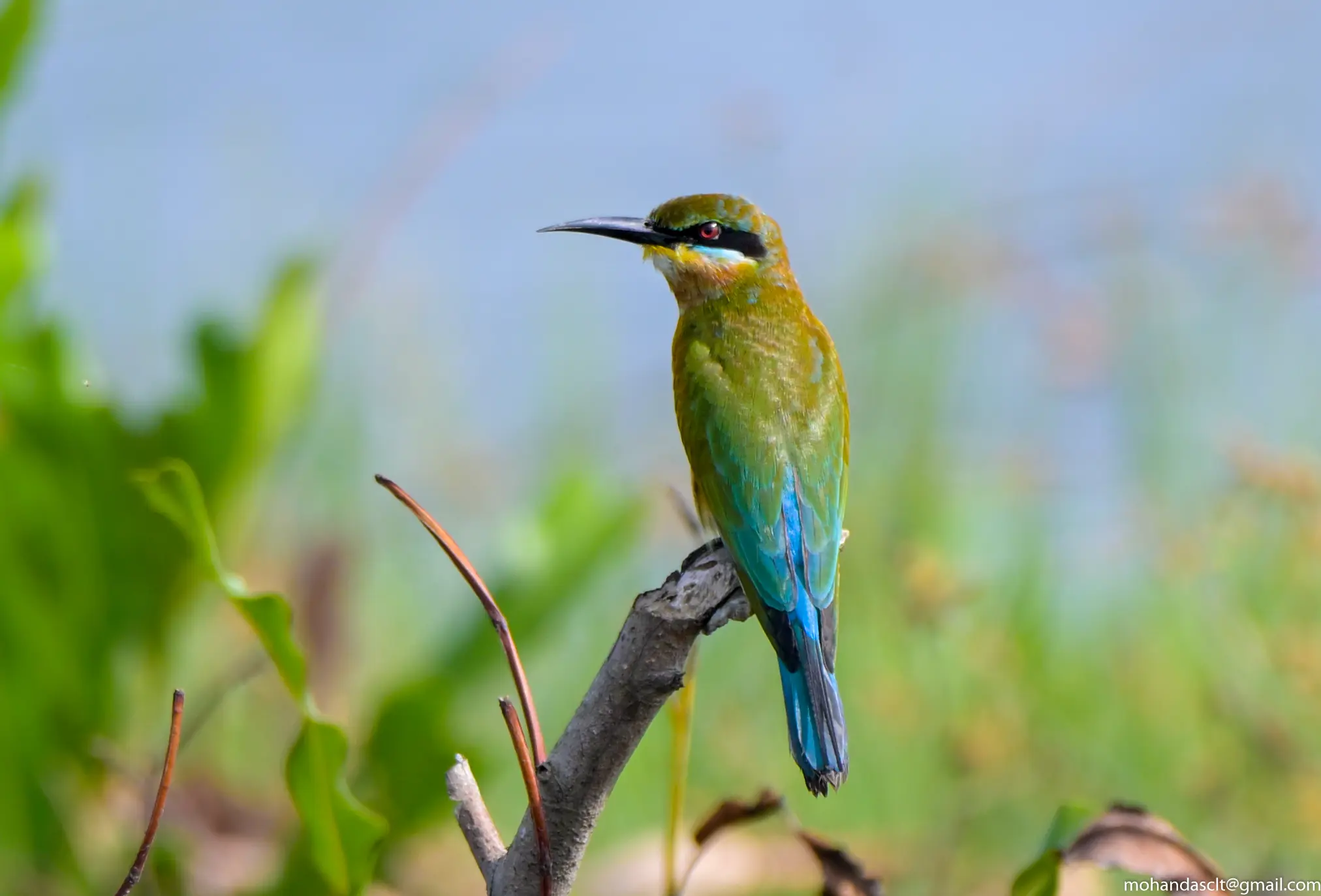 Blue-tailed bee-eater
